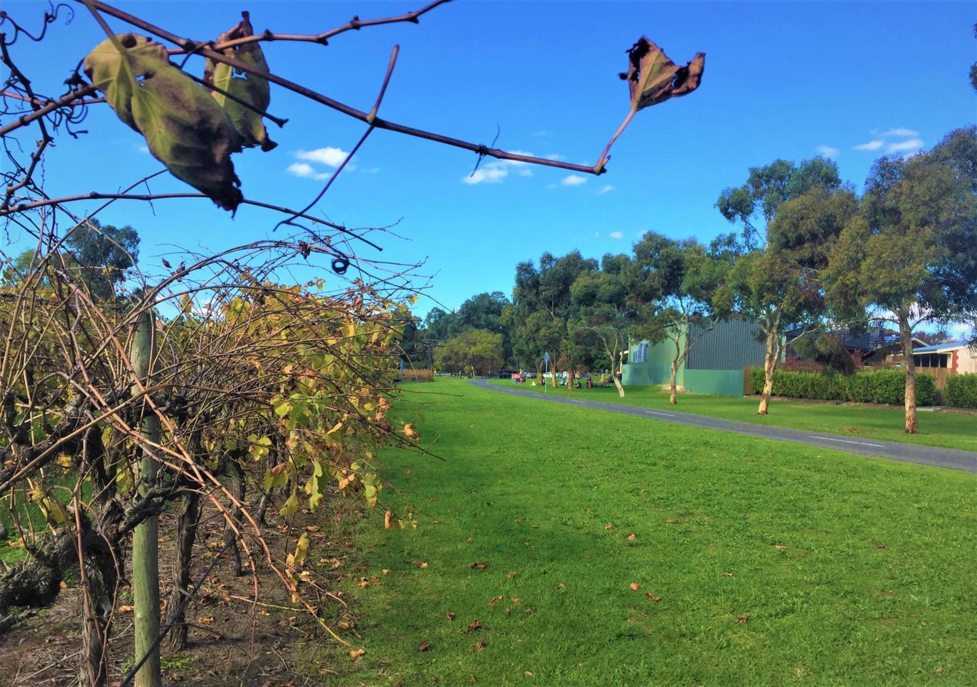 Mclaren Vale Studio Apartments Bagian luar foto